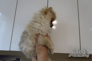 image_5
