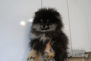image_6