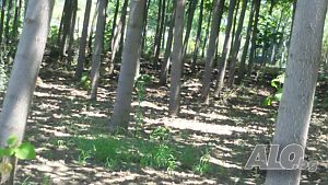 image_11