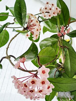 image_15