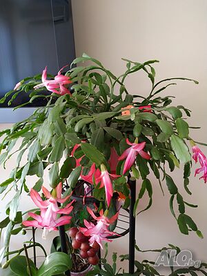 image_6