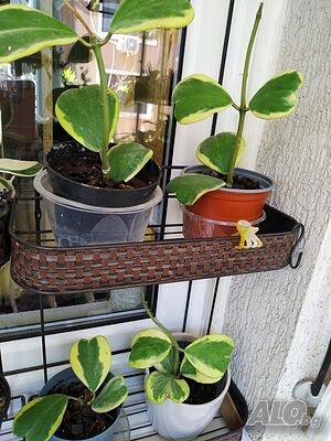 image_2