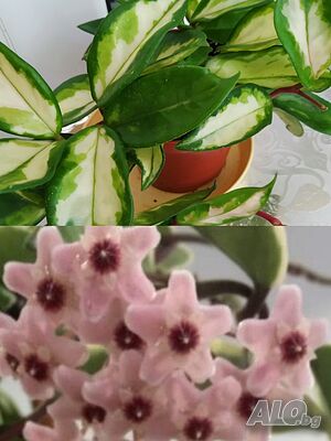 image_13
