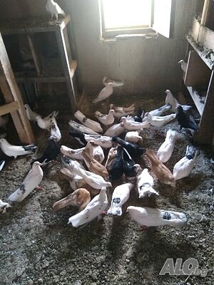 Продавам гълъби бемкалий палбелий пазарджишки поморийски