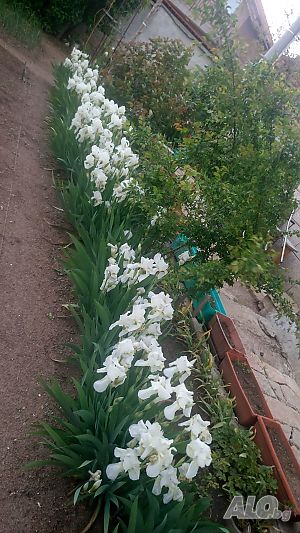 image_13