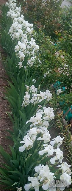 image_4