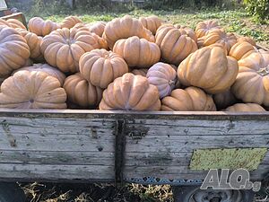 Продавам семе от Цигулки и Мускат