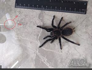 Tarantula - Продавам Тарантyли от снимите - получавате това което виждате | Други домашни любимци | София