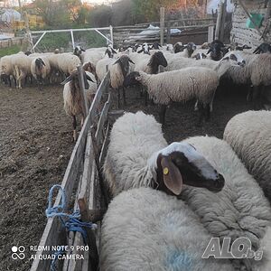 Продавам млади овце