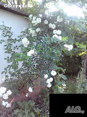 image_2