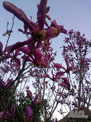 image_2
