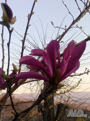 image_4