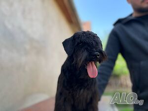 image_4