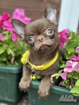 Lilac & chocolate boys chihuahua
