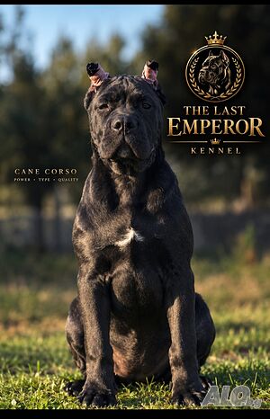 Cane Corso женско кученце Кане корсо 3 месеца Женско Чистокръвно | Кучета - продава | Сърбия (RS)