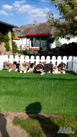 Pembroke Welsh corgi