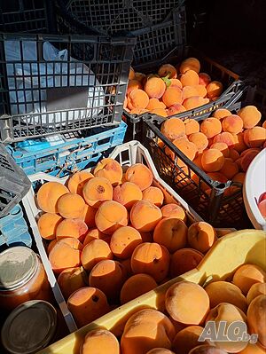 продавам праскови за ракия и за компот