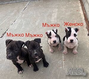 Питбули на 2 месеца