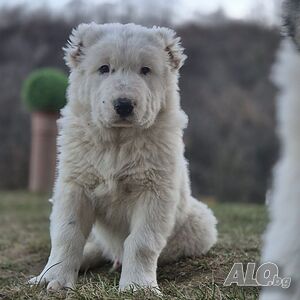 Кученца Алабай ( Средноазиатска овчарка)