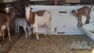 Продавам 3 кози,. и 2 ярета