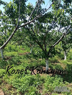 image_5