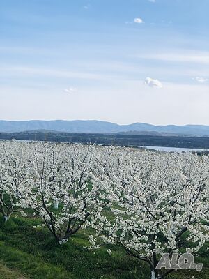 image_8