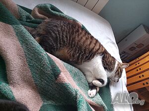 Зоотакси и почасово гледане и грижи за животни | Услуги за домашни любимци | Дружба 2 София