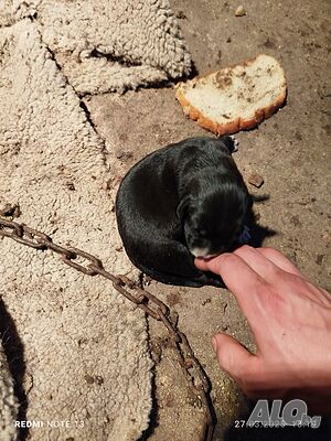 image_6