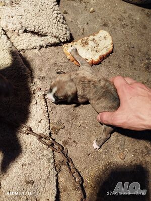 image_7