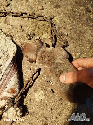 image_10