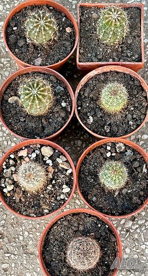 image_6