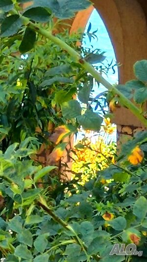 image_36