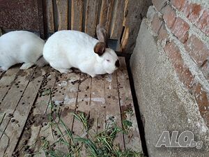 image_7