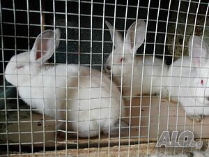 image_10