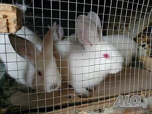 image_11