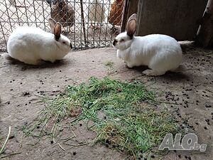image_13