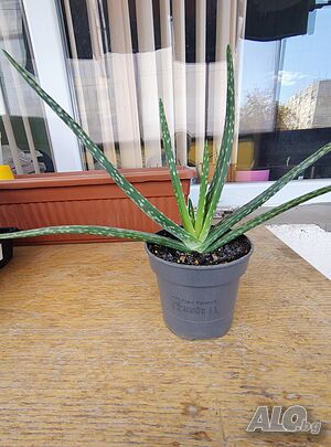 Продава Алое Вера - Лечебното 6 €