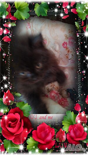 image_5