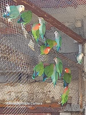 image_5