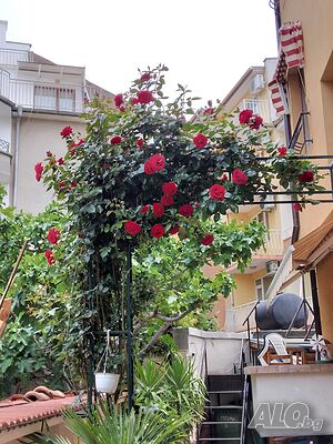 image_9