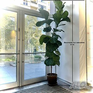 Фикус Лирата с разклонения, висок 2.40м.