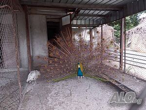 Чифт пауни, работещи