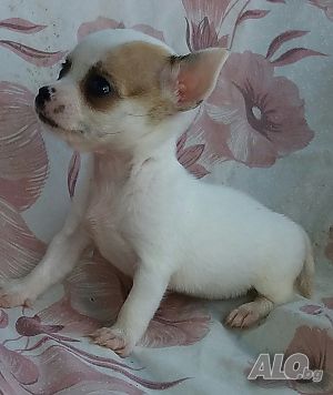image_4