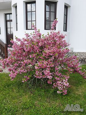 къщи за гости Банско