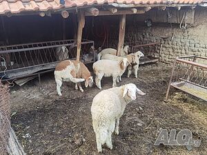 image_3