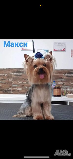 Мъжко мини йорки търси своята дама
