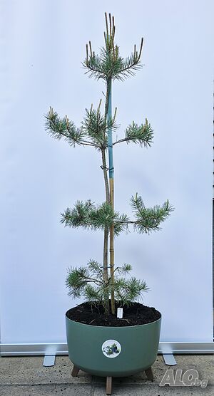 Pinus sylvestris Pom Pom / Pinus sylvestris Bonsai