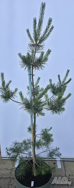 Pinus sylvestris Pom Pom