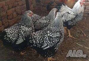 Разплодни яйца сребърен виандот и холандска гащата.