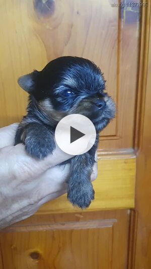 Yorkshir terrier, boy. Йоркширски териер 1 месеца Мъжко Класик Чистокръвно | Кучета - продава | Симеоновград